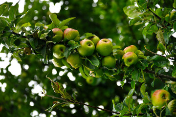 Fraicheur de pommier