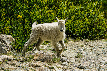 Fototapeta premium sheep on a farm