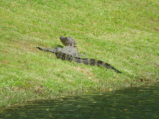 alligator in the grass