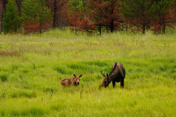Fototapeta na wymiar moose in the meadow
