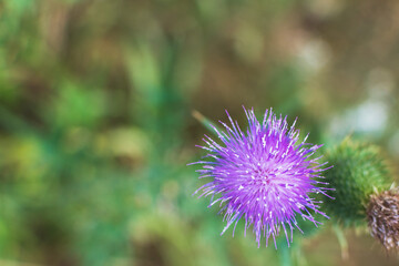 View of a flowering herbaceous plant