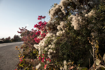 Red and Orange Autumn Leaves Background. Nature shot.