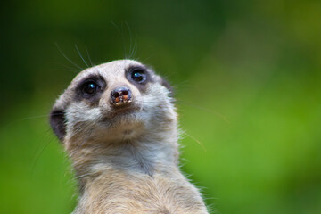 meerkat on guard