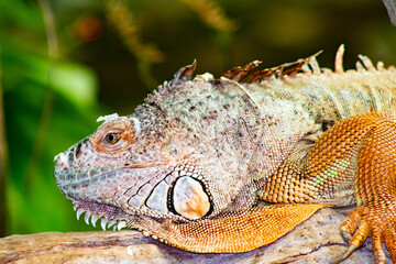 iguana on tree