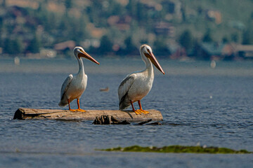 pelicans on the beach