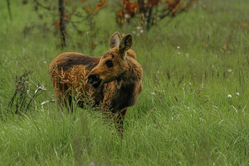 brown bear cub
