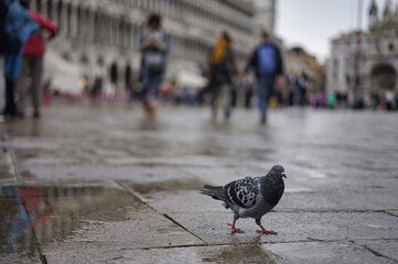 san marco square,Veniice