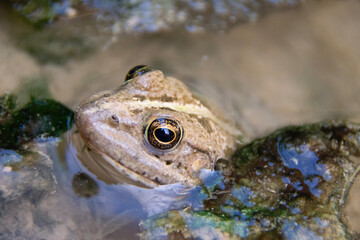 frog in the pond
