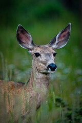 white deer