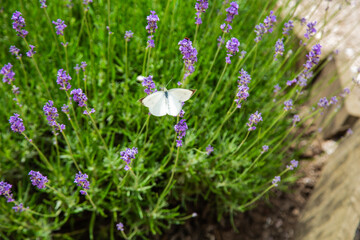 A white butterfly sits on bright purple lavender flowers.