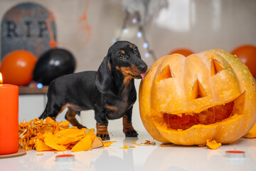 Someone made pumpkin lantern to decorate apartment for a Halloween party. Mischievous dachshund...