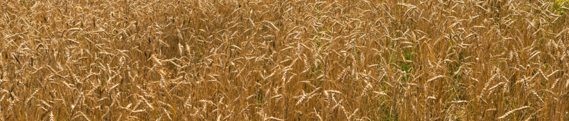 Golden wheat field full frame background. Close-up banner. Selective soft focus. Text copy space. Selective soft focus. Shallow depth of field. Text copy space.