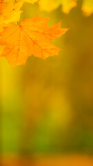 Autumn yellow leaves. Autumn colorful background, fall backdrop. Golden autumn concept