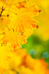 Naklejka na ściany i meble Autumn yellow leaves. Autumn colorful background, fall backdrop. Golden autumn concept
