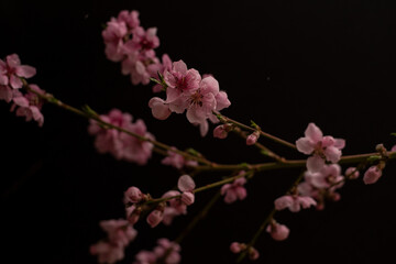 Fototapeta na wymiar A portrait of my peach blossoms 