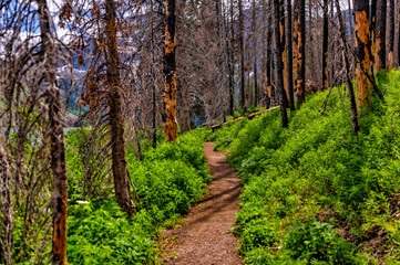 Obraz premium Views along the shores and trails of Cameron Lake in Waterton Alberta