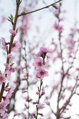 A portrait of my peach blossoms 