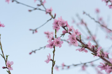 A portrait of my peach blossoms 