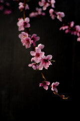 Naklejka na ściany i meble A portrait of my peach blossoms 