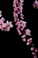 A portrait of my peach blossoms 