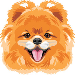 Portrait of a cute Pomeranian dog