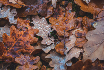 Autumn and fallen brown leaves on the ground of the trees creating a natural background with foliage