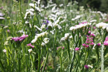 Many multicolored statice flowers grow in garden closeup background