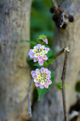 Close up view of pink, white and yellow colored lantana camara flowers and green leaves with a blurred view of tree trunks in the background. Selective focus.