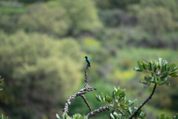 dragonfly on a branch