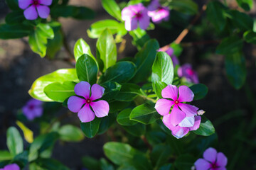 Close up view of beautiful pink Periwinkle Flowers among green leaves. Light and shadow give a dramatic effect to the image. Selective focus.