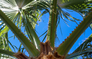 Close up view of palm leaves from the below with blue sky in the background. Palm tree background. Selective focus.