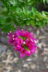 flowers in the garden