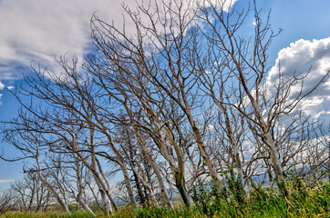 Landscape scenery along Waterton Golf Course