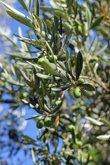 Green olives and leaves on the tree branch with blurred background. Selective focus. 