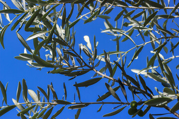 Green olives and leaves on the tree branch with blue sky in the background. Selective focus. 