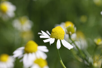 Closeup of white medical medicinal chamomile flower