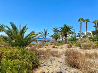 Fototapeta premium palm trees on the beach