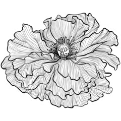 Fototapeta premium Poppy flower head isolated on white background. Vector illustration in line art style. Hand drawn botanical picture. Coloring book, card, print, label