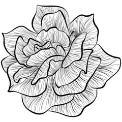 Rose flower head isolated on white background. Vector illustration in line art style. Hand drawn botanical picture. Coloring book, card, print, label