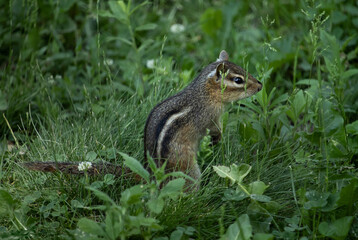 Chipmunk Standing Alert on the Forest Floor