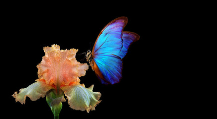 Obraz na płótnie Canvas beautiful blue morpho butterfly on iris flower in water drops isolated on black. copy spaces