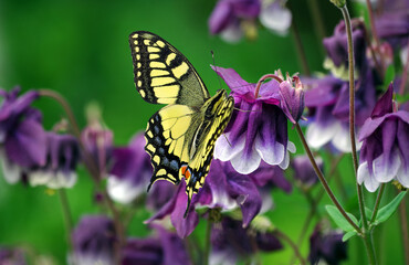 Fototapeta na wymiar colorful swallowtail butterfly on purple flowers in the garden