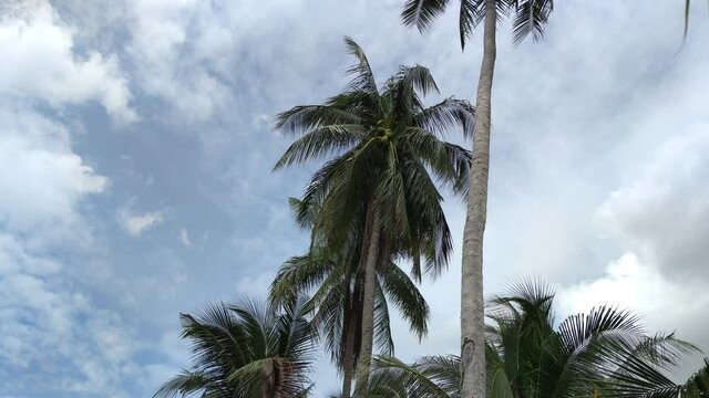 Nature view of 4k Resolution. cloudy sky, The leaves of the coconut tree are being blown by the wind. Green palm tree on blue sky background.