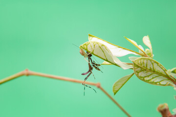 Uma aranha sobre uma planta, comendo um louva-a-deus, com fundo verde claro.