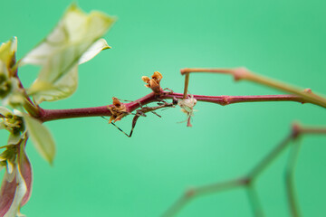 Uma aranha sobre uma planta, comendo um louva-a-deus, com fundo verde claro.