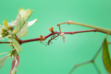 Uma aranha sobre uma planta, comendo um louva-a-deus, com fundo verde claro.