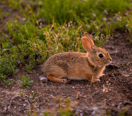 rabbit in a meadow