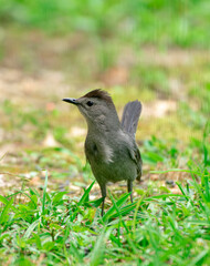 Obraz premium grey catbird at backyard bird feeder