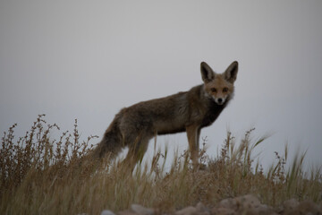 black backed jackal