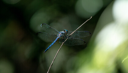 close up of a dragonfly on twig